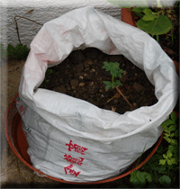 Kunststoffsack mit Rollrand, bepflanzt mit Kartoffeln